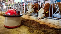 Di era modern, banyak peternak sapi perah yang mulai beralih menggunakan metode robot untuk memberikan pakan kepada sapi, sekaligus memerah susunya. Foto: Site News/Pool
