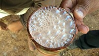 Pengalaman minum susu sapi di peternakannya langsung, jadi salah satu aktivitas yang dibuka oleh peternakan besar untuk umum. Foto: Site News/Pool