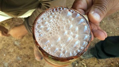 Begini Kesibukan Peternakan Sapi Perah Metode Tradisional dan Canggih