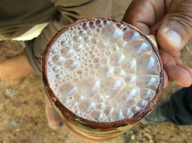 Begini Kesibukan Peternakan Sapi Perah Metode Tradisional dan Canggih