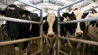 Susu dari hewan sudah ada sejak abad 14, dan pertama kali terkenal di wilayah Eropa. Pada tahun 1862, ilmuwan asal Prancis bernama Louis Pasteur menemukan cara untuk pasteurisasi susu, untuk menghilangkan bakteri hingga organisme di sana. Foto: Site News/Pool