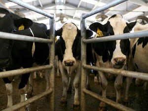 Investor Vietnam Mau Investasi Peternakan Sapi di Sulteng, Minta Lahan 10.000 Ha