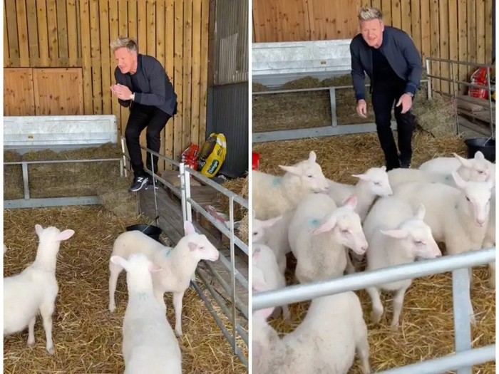 Gordon Ramsay dikecam usai pilih domba muda untuk dimasak