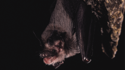 Kelelawar lebah, mamalia terkecil di dunia.