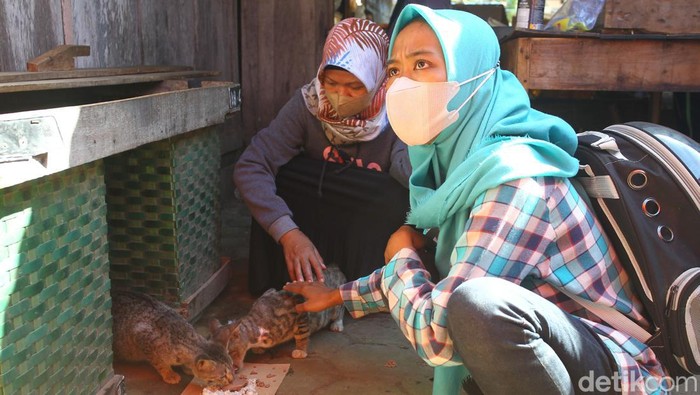 rumah kocheng Petugas dari Rumah Sahabat Kocheng menyelamatkan kucing liar yang terlantar di pasar Jombokan, Kulon Progo, Yogyakarta, Jumat (5/8/2022).