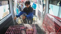 Setiap satu minggu sekali shelter penyelamatan dan pemeliharaan kucing liar, Rumah Sahabat Kocheng berkeliling pasar di Kabupaten Kulon Progo dan Jogja untuk merawat kucing liar. Foto: Pius Erlangga/detikJateng