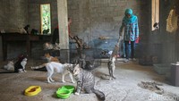 Shelter Rumah Sahabat Kocheng yang diresmikan sejak 19 Juni 2022, juga menyediakan makan untuk kucing dengan pernak-perniknya seperti kandang dan pasir kucing.  Foto: Pius Erlangga/detikJateng