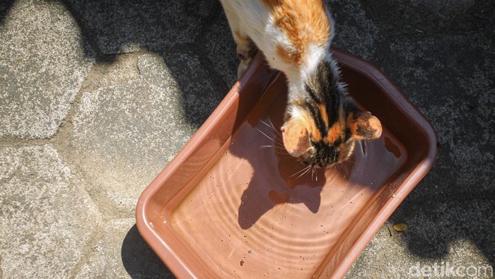 Rumah Sahabat Kocheng (RSK) di Giripeni, Wates, Kulon Progo didirikan oleh aktivis penyelamat kucing, Budiyana (41). Membangun rumah bagi para kucing merupakan mimpi almarhum istrinya yang sudah meninggal 13 tahun yang lalu.