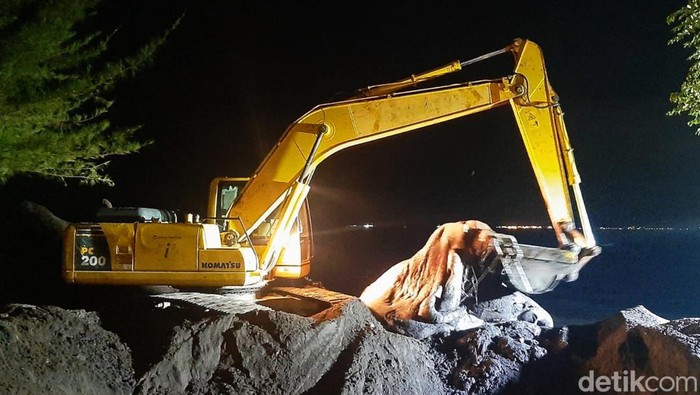 Bangkai paus sperma di Banyuwangi dikubur