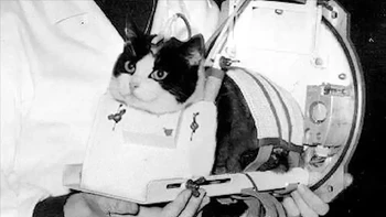 Pada 18 Oktober 1963, program antariksa Perancis meluncurkan kucing bernama Félicette ke luar angkasa. Félicette menjadi satu-satunya kucing yang sukses terbang ke luar angkasa dan kembali ke Bumi dalam keadaan selamat. Sayangnya, Félicette disuntik mati setelah misi tersebut untuk dipelajari otaknya. Foto: CNES