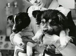 Kisah 10 Hewan yang Pernah Terbang ke Luar Angkasa