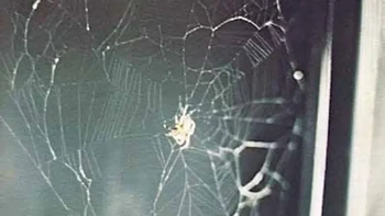 Pada tahun 1973, ilmuwan mengirimkan dua laba-laba bernama Anita dan Arabella ke Skylab 3. Misi ini digagas oleh siswa SMA bernama Judith Miles yang ingin melihat apakah luar angkasa mempengaruhi kemampuan laba-laba membangun jaring-jaringnya. Foto: NASA