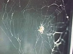 Kisah 10 Hewan yang Pernah Terbang ke Luar Angkasa