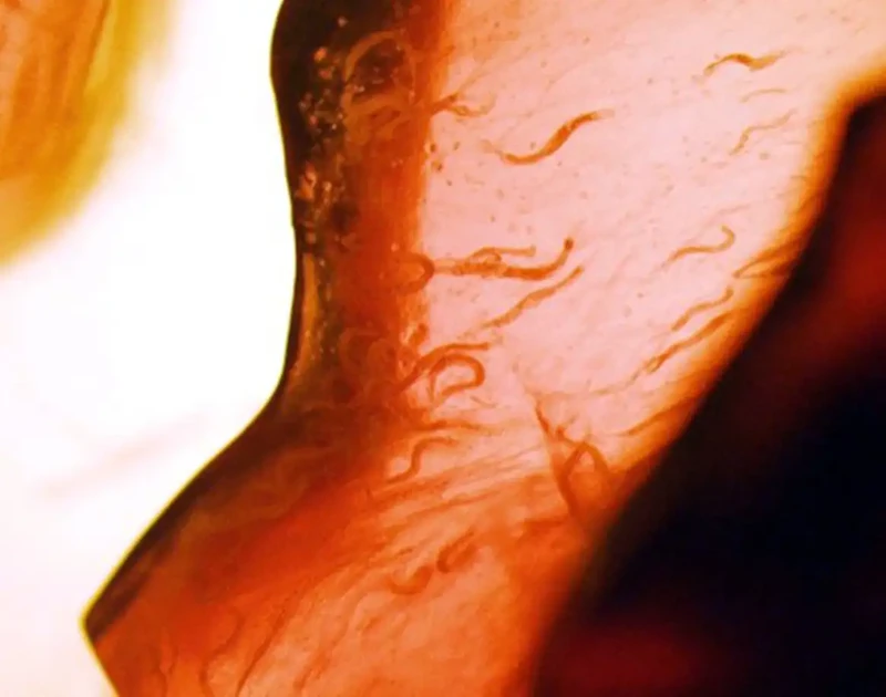 Hewan yang pernah ke luar angkasa