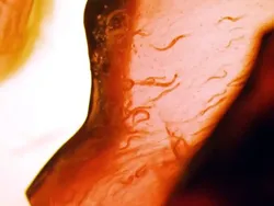 Kisah 10 Hewan yang Pernah Terbang ke Luar Angkasa