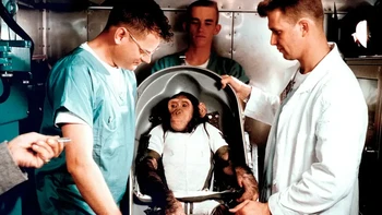 Simpanse bernama Ham menjadi primata besar pertama yang terbang ke luar angkasa pada 31 Januari 1961. Ham dilatih oleh NASA sejak usia dua tahun dan berhasil menjalankan tugasnya selama penerbangan untuk menggerakkan beberapa tuas. Keberhasilan Ham membuka jalan bagi Alan Shepard yang menjadi orang AS pertama yang berhasil ke luar angkasa. Foto: NASA