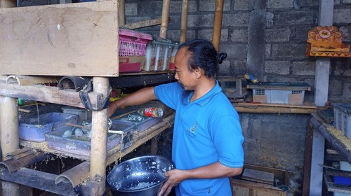 I Gusti Gede Jelantik saat memberi makan tikus putih peliharaannya di Lingkungan Banjar Gede Subagan, Kelurahan Subagan