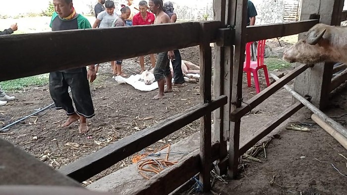 Kebo bule Keraton Solo mati kena PMK pada Sabtu (6/8/2022).