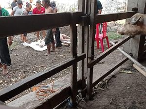 Lagi! Kebo Bule Keraton Solo Mati Kena PMK