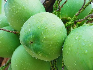 Air Kelapa Thailand Disebut Paling Enak, Ternyata Ini Sebabnya