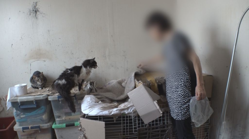 Kisah Penyanyi Tinggal di Rumah Penuh Sampah, Rawat 30 Kucing Jalanan