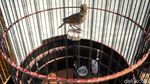 Pecinta Burung Aduan Tumpah Ruah di Lapangan Banteng