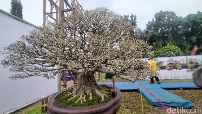 Pohon bonsai phusu yang ditawar Rp 800 juta, tapi ditolak oleh pemiliknya. (TommydetikSumut)