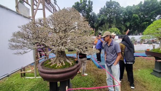 Pengunjung saat memperhatikan bonsai jenis phusu yang ditawar Rp 800 juta, tapi tidak dijual (Tommy/detikSumut)