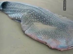 Hiu Paus Terdampar dan Mati di Pantai Ngagelan Banyuwangi