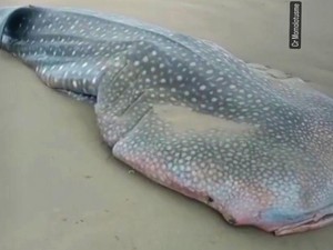Hiu Paus Terdampar dan Mati di Pantai Ngagelan Banyuwangi