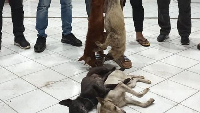 Barang bukti anjing yang dicuri di Sulut.