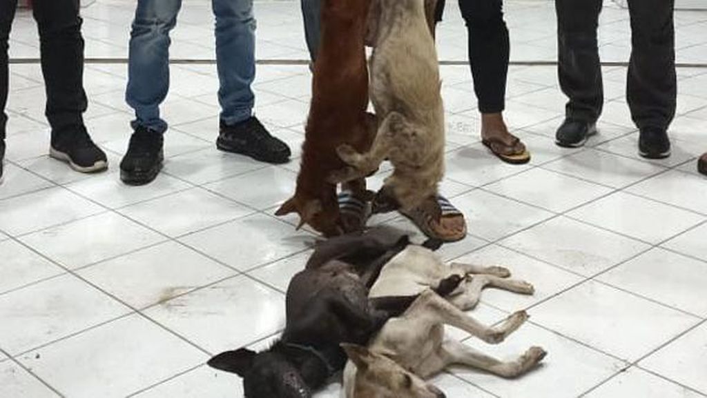 Pencuri Anjing di Sulut Diamuk Warga, Pelakunya Remaja