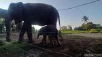 Potret Menggemaskan Bayi Gajah Sumatera Lahir di Bandar Lampung