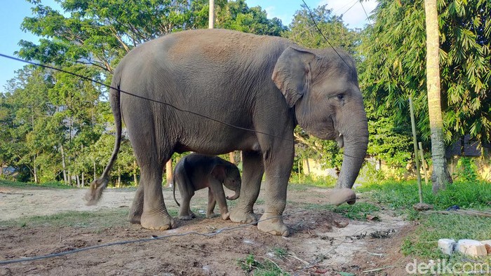 Bayi gajah baru lahir di Bandar Lampung Induk gajah betina Mega (25) menjaga dan melindungi anaknya yang baru lahir. (Tommy/detikSumut)