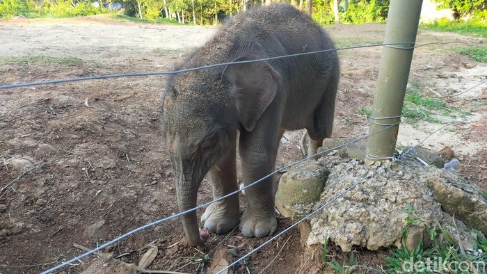 Bayi Gajah di Bandar Lampung. Bayi gajah yang baru lahir pada Minggu (7/8) kemarin masih belum diberikan nama. (Tommy/detikSumut)