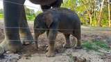 Potret Menggemaskan Bayi Gajah Sumatera Lahir di Bandar Lampung
