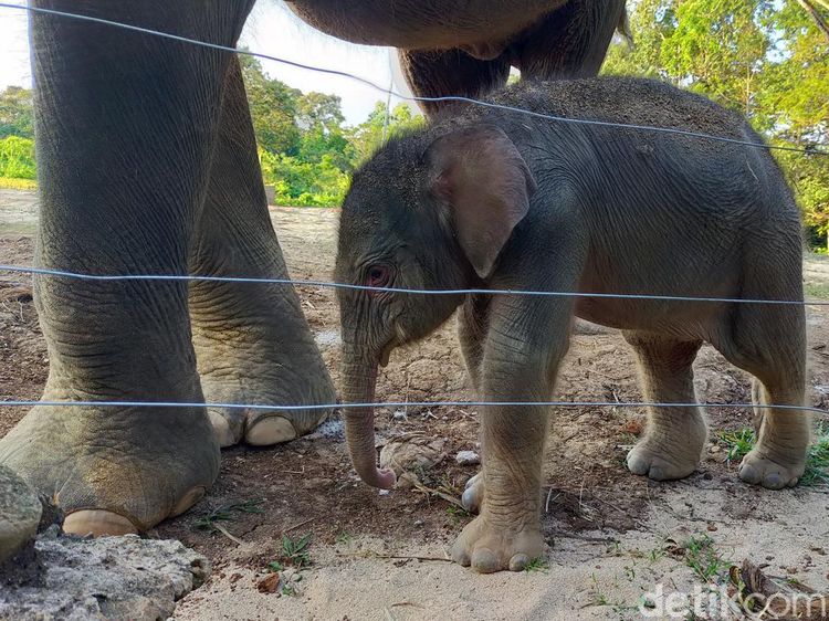 Potret Menggemaskan Bayi Gajah Sumatera Lahir di Bandar Lampung