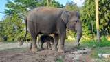 Bayi Gajah Sumatera Lahir di Lembaga Konservasi Bandar Lampung