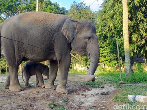 Bayi Gajah Sumatera Lahir di Lembaga Konservasi Bandar Lampung
