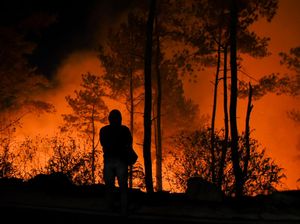 Kota di Rusia Umumkan Keadaan Darurat Kebakaran Hutan