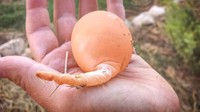Tidak oval sempurna, telur ini memiliki ekor kecil di bagian bawahnya. Konon telur seperti ini terbentuk saat ayam mendorong telur untuk keluar terlalu kuat tetapi ada ujung telur yang masih tersangkut. Foto: Little Things