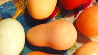Jika sebelumnya ada telur ayam dengan ekor, kali ini ada telur ayam berbentuk labu. Hal ini bisa terbentuk lantaran tekanan yang diberikan oleh ayam tidak cukup sempurna untuk mendorong telurnya keluar. Foto: Little Things