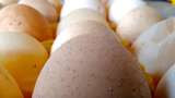 Waduh! Harga Selusin Telur di Sini Hampir Rp 50.000