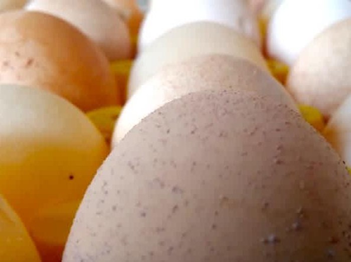 Aneh! 10 Telur dengan Bentuk Tak Lazim Ini Pernah Ditemukan di Dunia