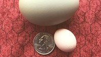Tampak seperti berjerawat, telur bertekstur kasar yang satu ini konon disebabkan oleh asupan kalsium dari induk ayamnya. Hasilnya cangkangnya tidak bisa berkembang sempurna seperti telur pada umumnya. Foto: Little Things