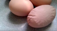 Tampak seperti berjerawat, telur bertekstur kasar yang satu ini konon disebabkan oleh asupan kalsium dari induk ayamnya. Hasilnya cangkangnya tidak bisa berkembang sempurna seperti telur pada umumnya. Foto: Little Things
