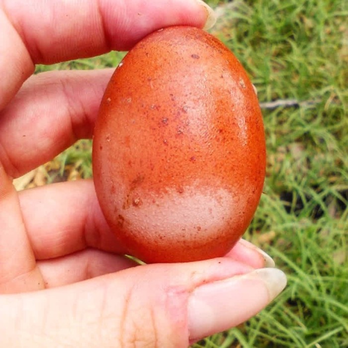 Bentuk telur unik di dunia Aneh! 10 Telur dengan Bentuk Tak Lazim Ini Pernah Ditemukan di Dunia