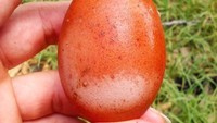 Tampak seperti berjerawat, telur bertekstur kasar yang satu ini konon disebabkan oleh asupan kalsium dari induk ayamnya. Hasilnya cangkangnya tidak bisa berkembang sempurna seperti telur pada umumnya. Foto: Little Things