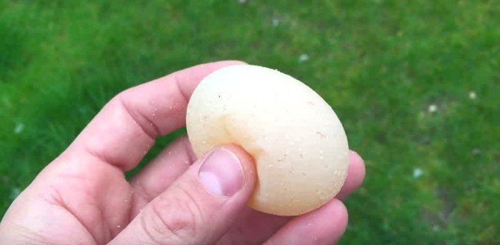 Bentuk telur unik di dunia Aneh! 10 Telur dengan Bentuk Tak Lazim Ini Pernah Ditemukan di Dunia