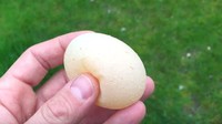 Jika biasanya telur ayam ditemukan bercangkang keras, telur yang satu ini justru begitu lunak. Menurut Fresh Eggs Daily, biasanya telur seperti ini dihasilkan oleh ayam yang masih terlalu muda. Foto: Little Things